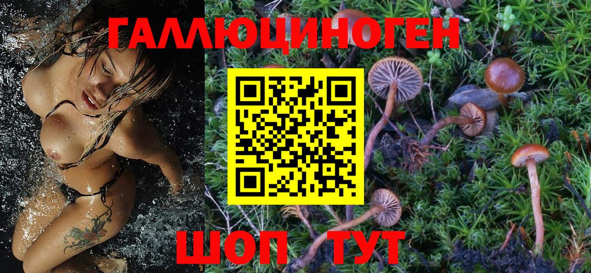 Братск  Галлюциногенные грибы Psilocybe  Вход с VPN 